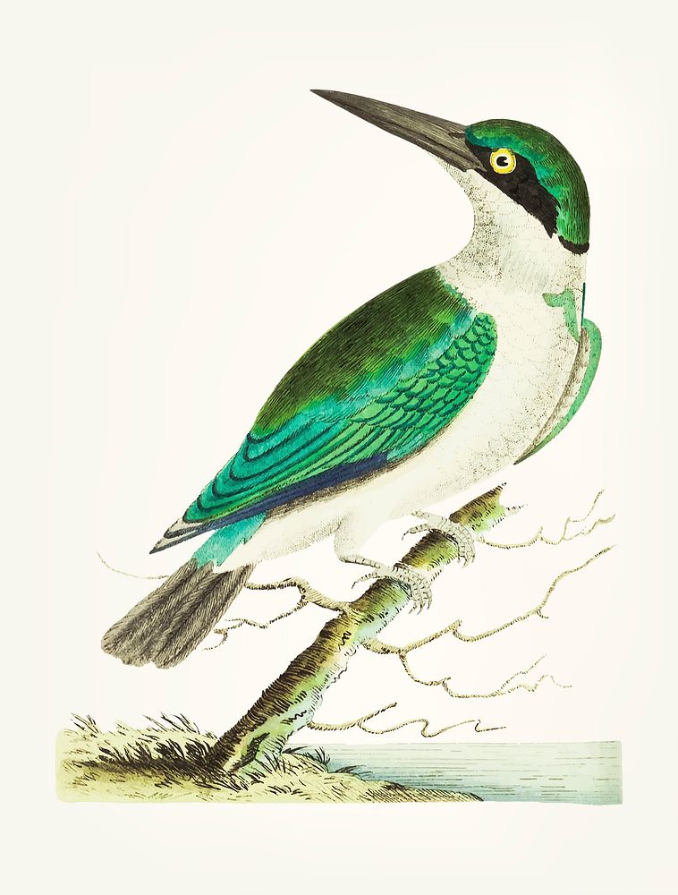 Vintage illustration of green headed kingfisher