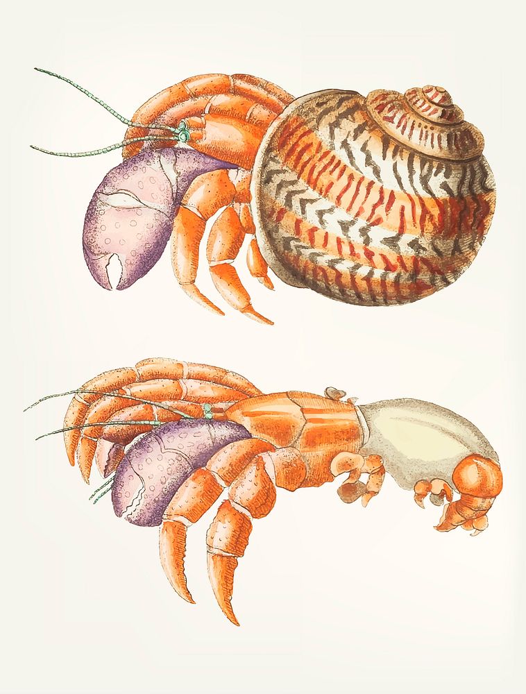 Vintage illustration of diogenes crab