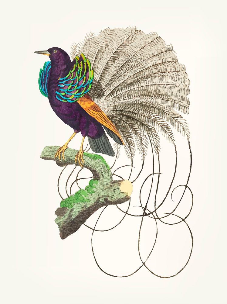 Vintage illustration vailla of ntian paradise bird