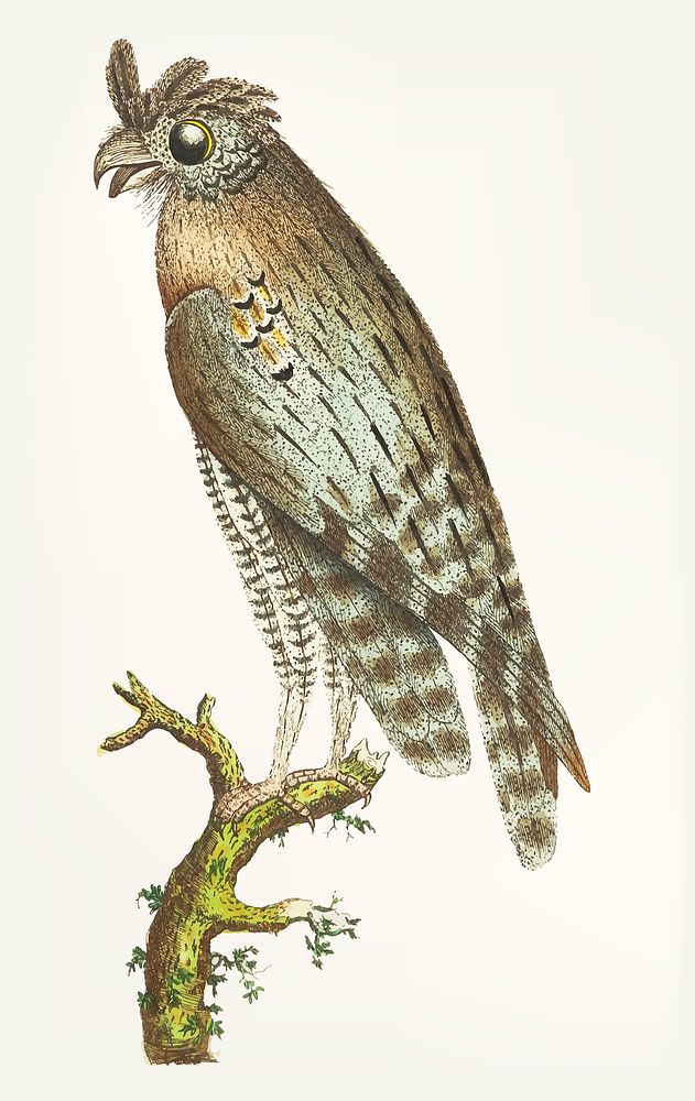 Vintage illustration of least horned owl