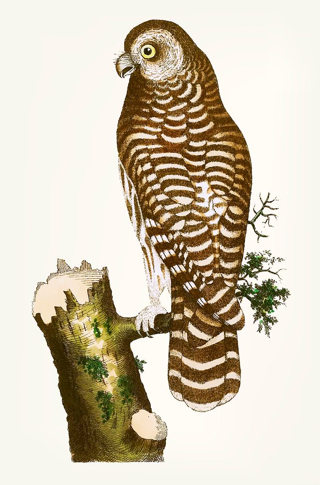 Vintage illustration clouded owl