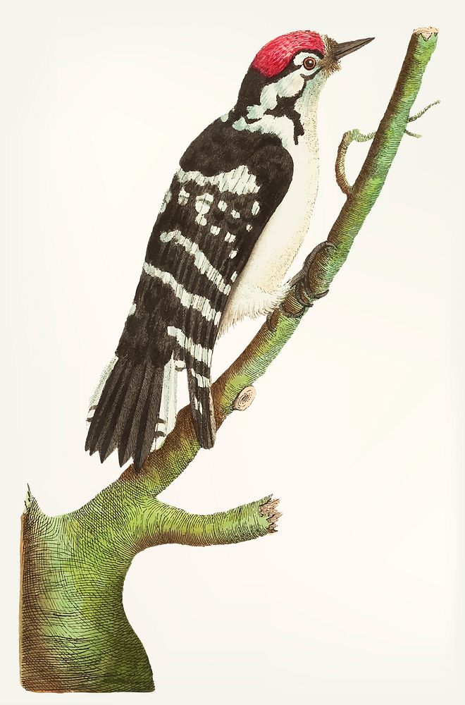 Vintage illustration of lesser spotted woodpecker