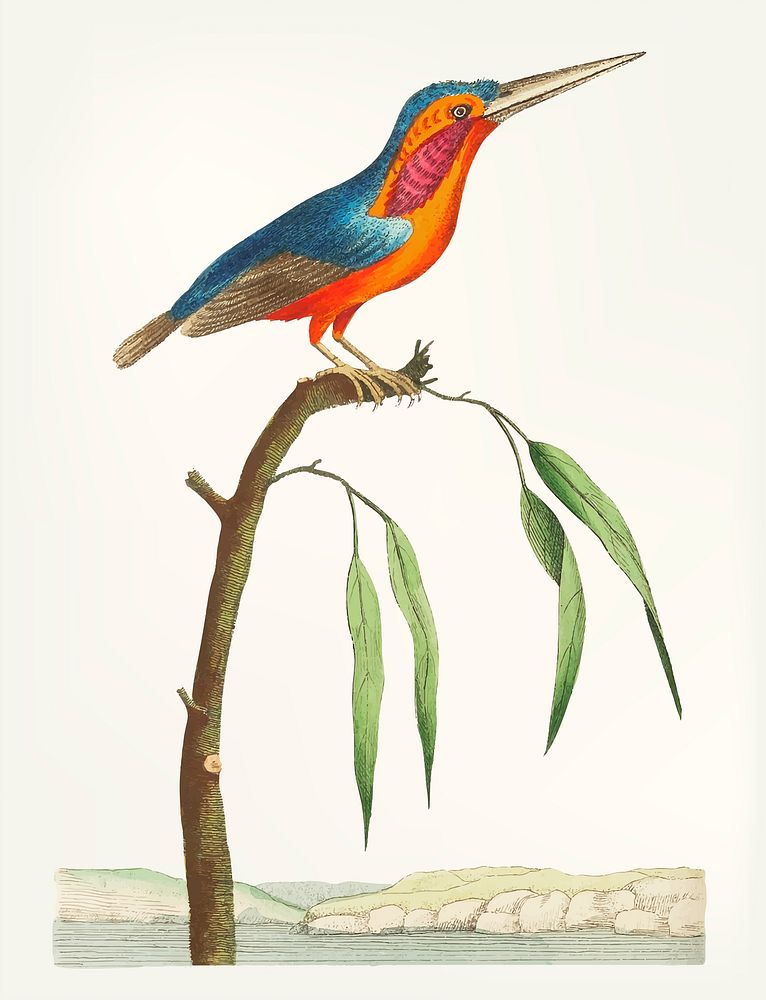 Vintage illustration of crested kingfisher