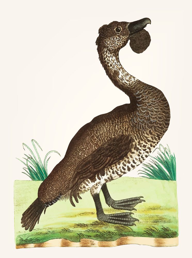 Vintage illustration of blackish duck