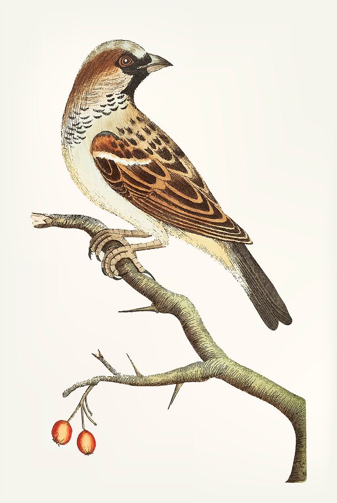 Vintage illustration of sparrow