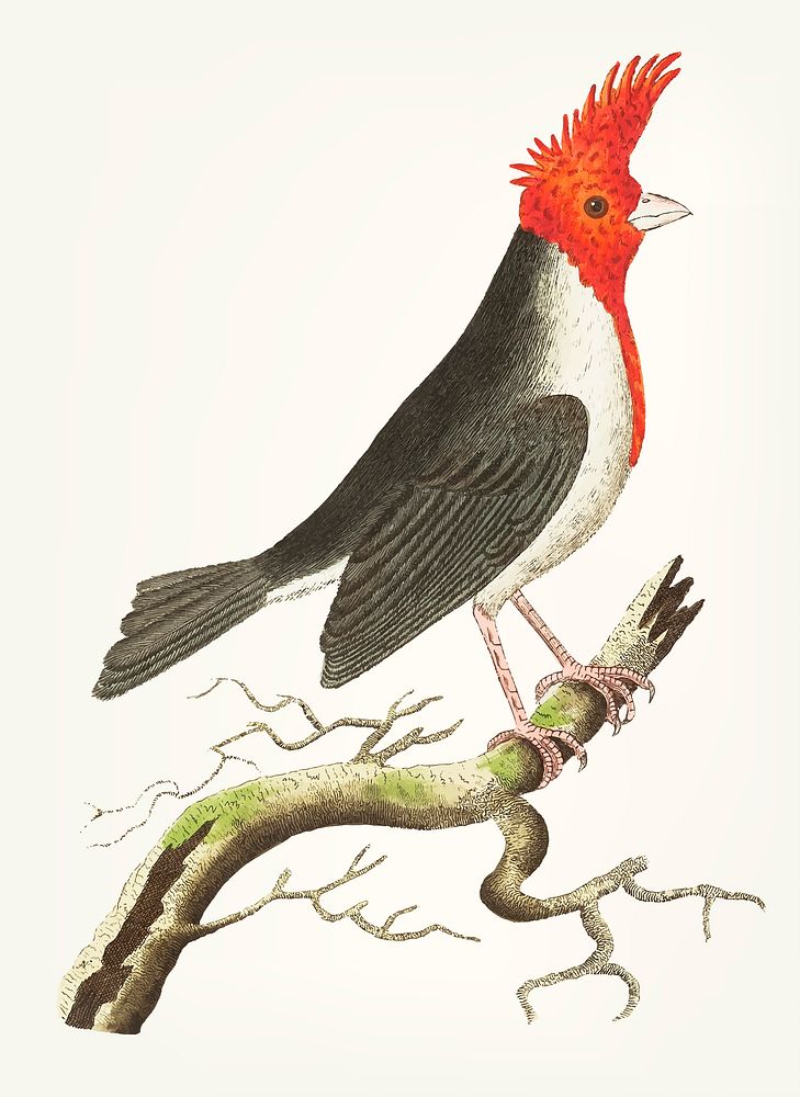 Vintage illustration of crested cardinal