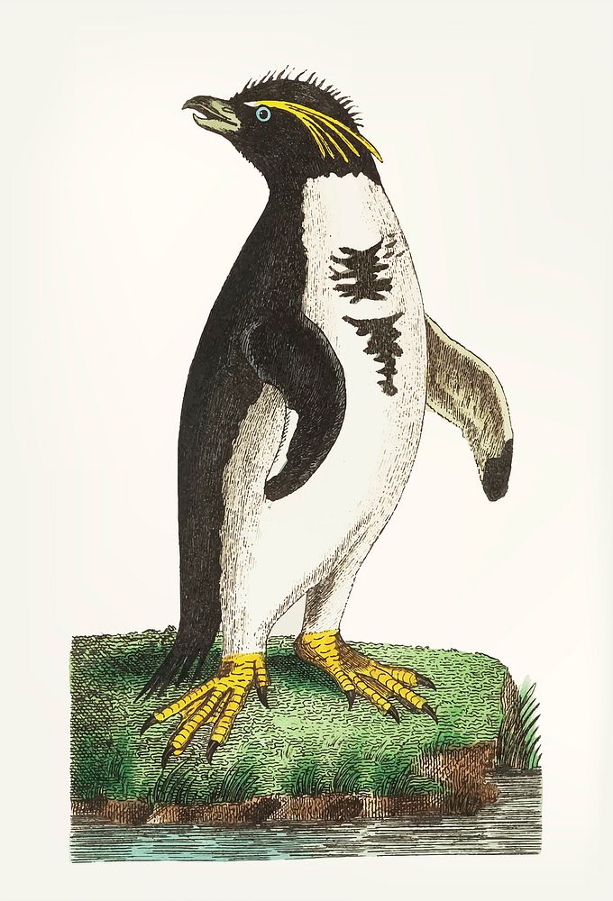 Vintage illustration of crested penguin