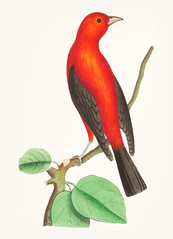Vintage illustration of tanager