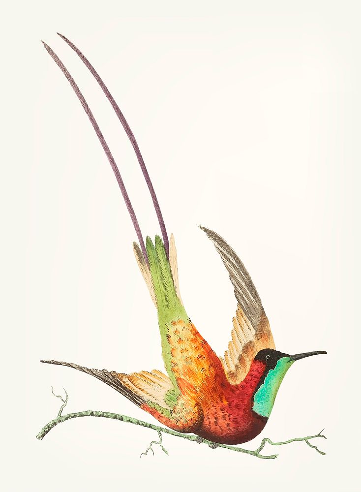 Vintage illustration of topaz-throated hummingbird
