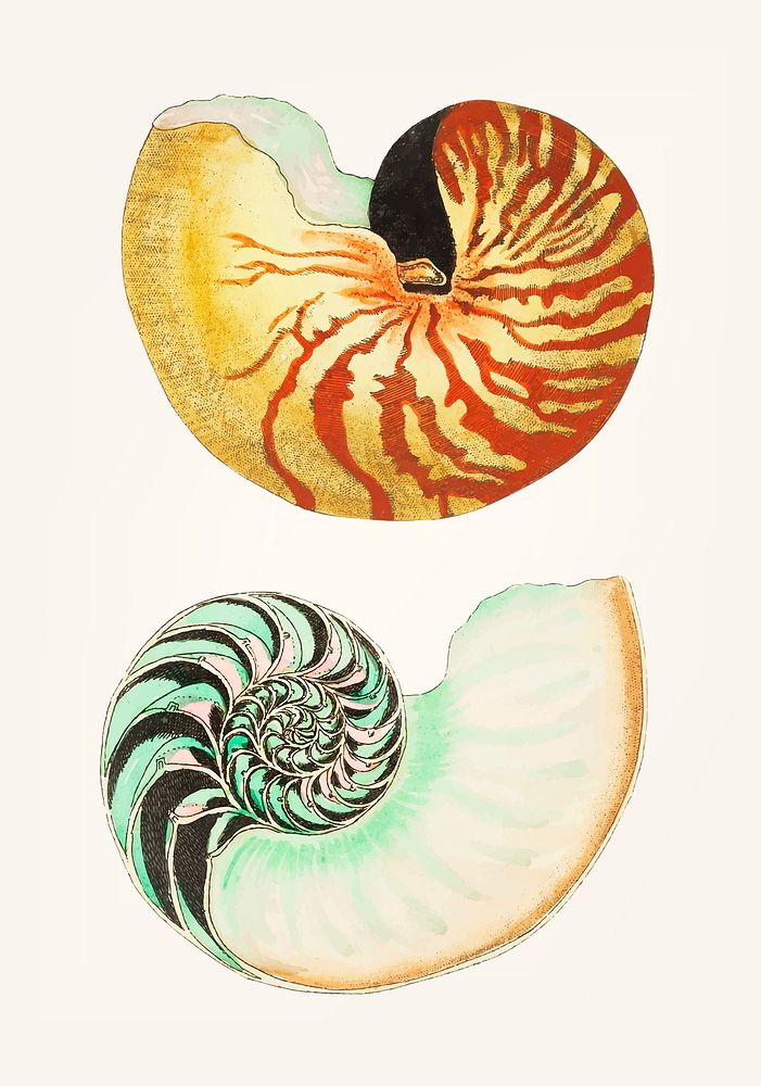 Vintage illustration of great nautilus