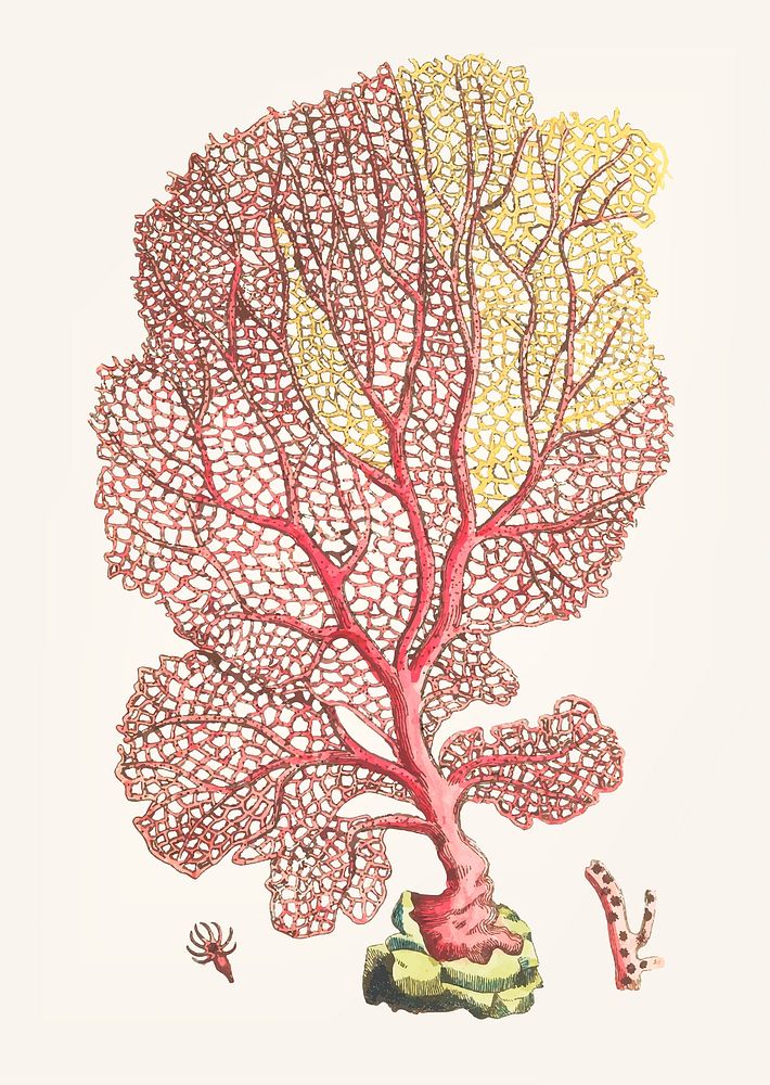 Vintage illustration of gorgonian fan coral