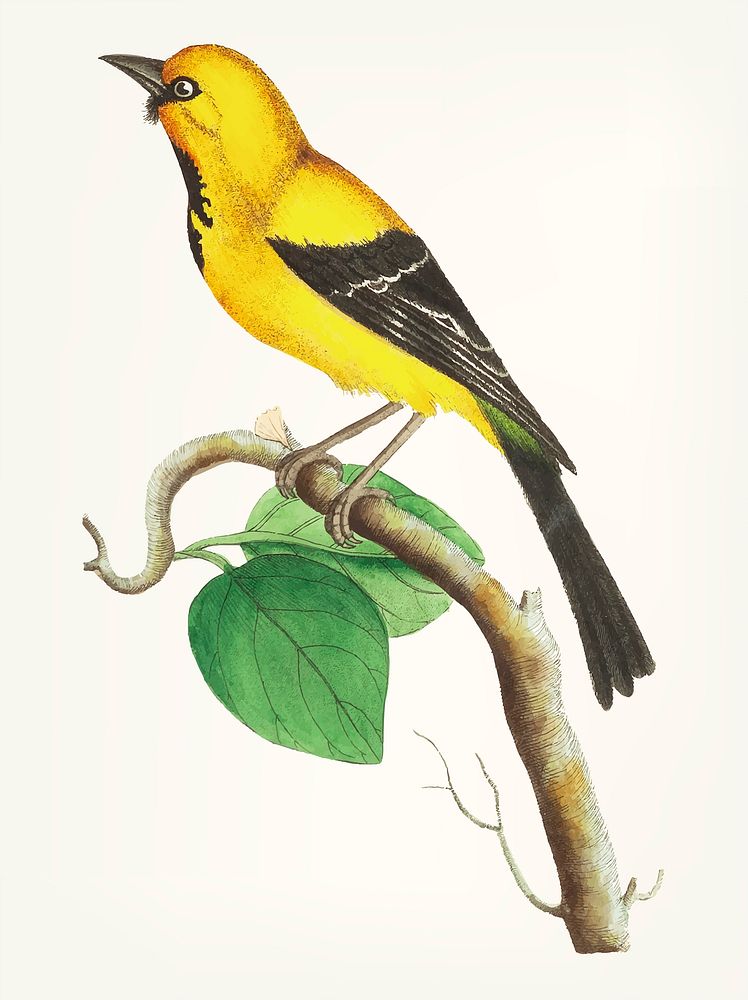 Vintage illustration of lesser banana-bird