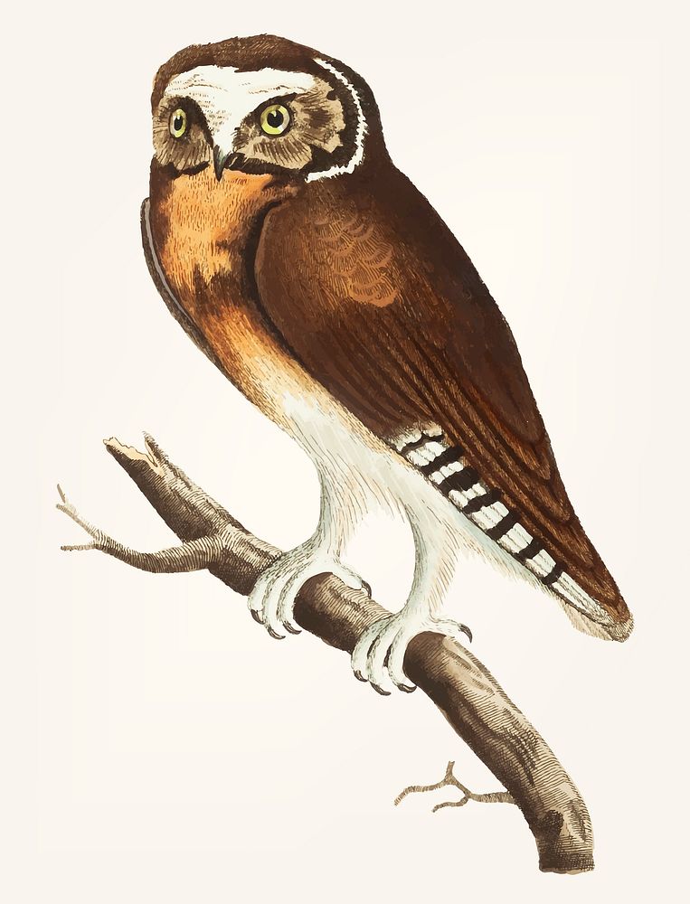 Vintage illustration of white-fronted owl