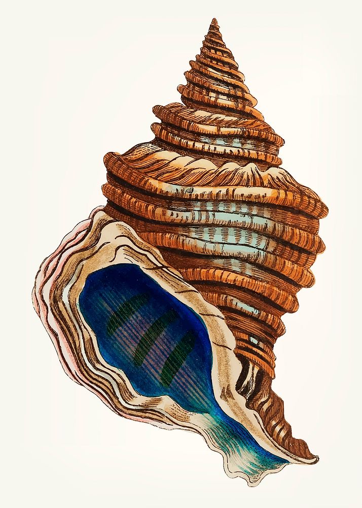 Vintage illustration of conch shell