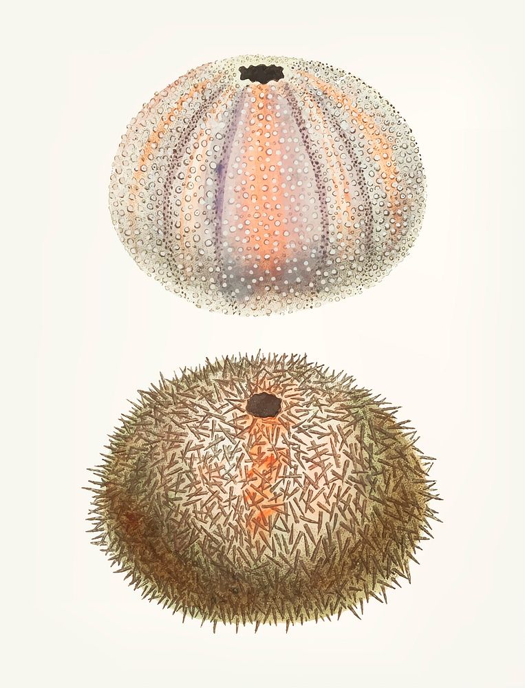Vintage illustration of sea urchin