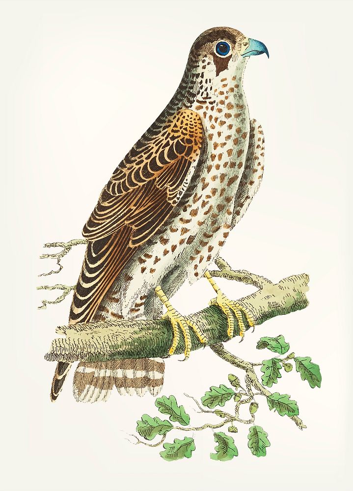 Vintage illustration of falcon