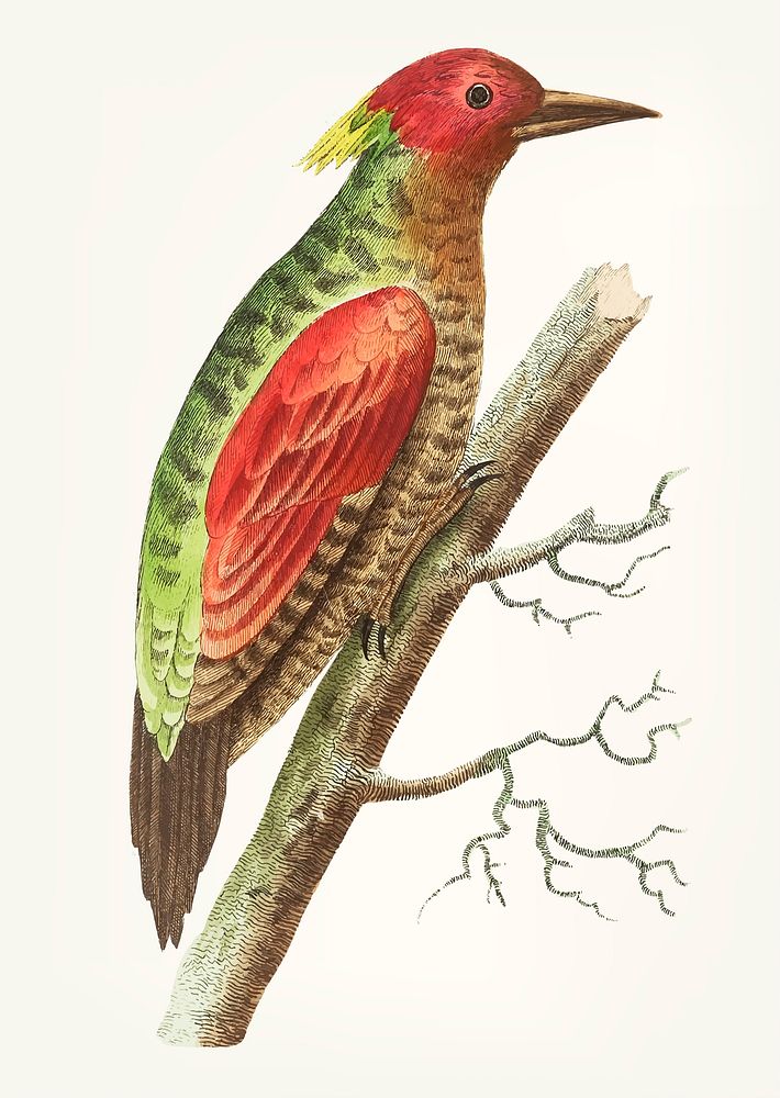 Vintage illustration of red-winged woodpecker