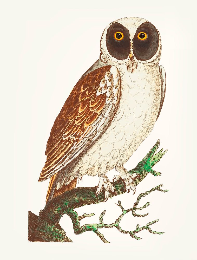 Vintage illustration of masked owl