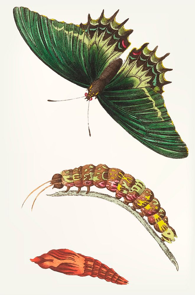 Vintage illustration of androgeus swallowtail