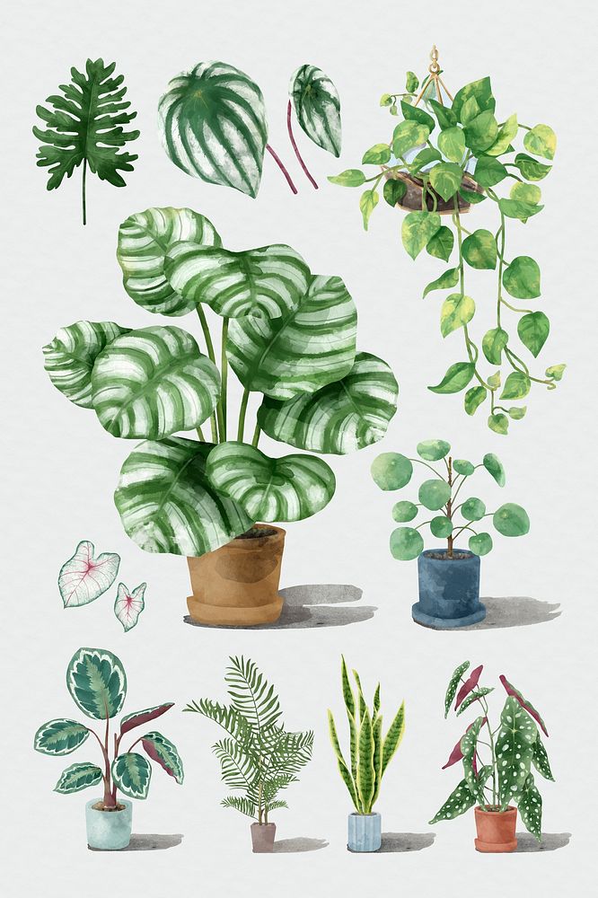 Psd watercolor tropical plant set