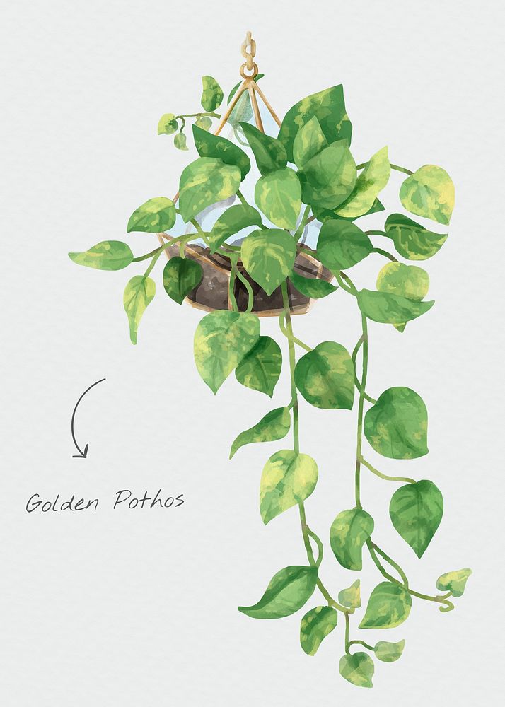 Golden pothos leaf psd watercolor botanical