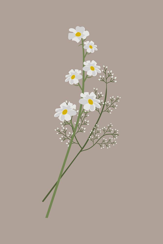 Jasmine clipart, botanical illustration design psd