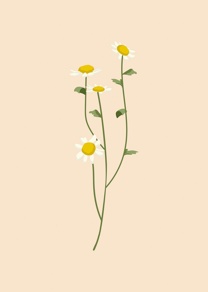 White flower clipart, botanical illustration