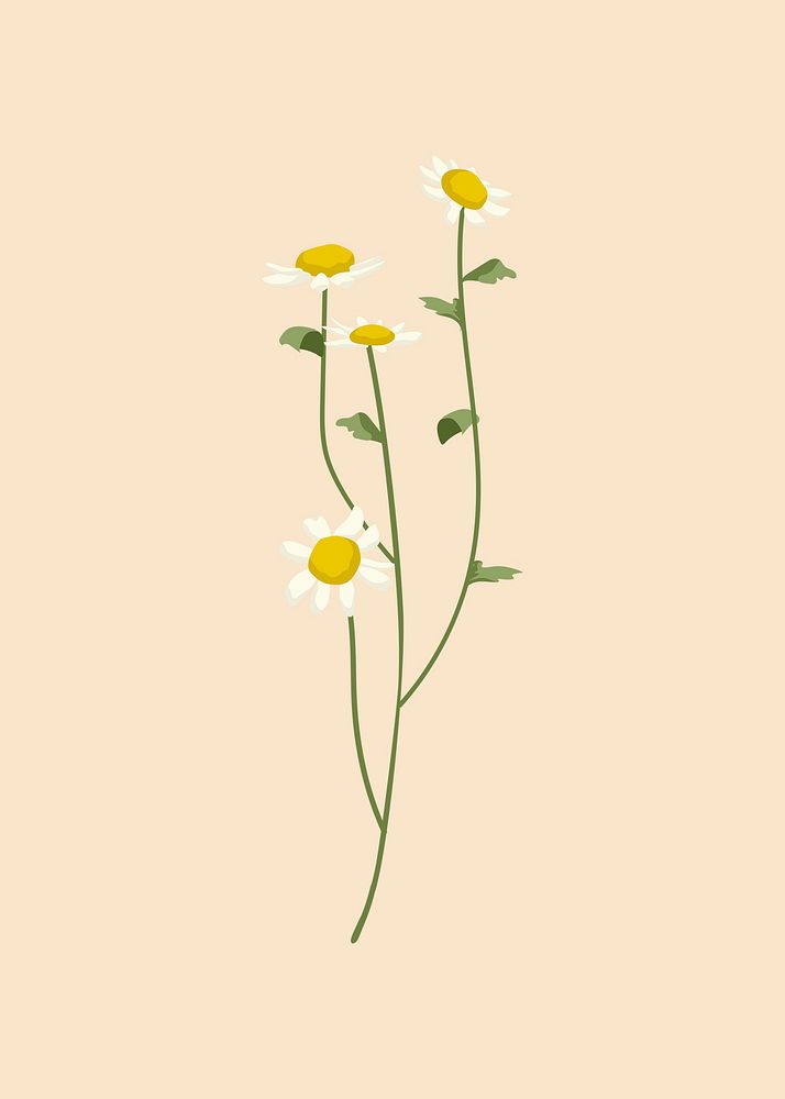White flower clipart, botanical illustration psd