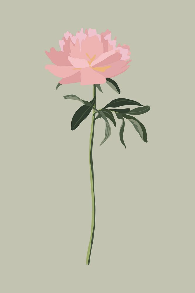 Pink rose clipart, botanical illustration design vector