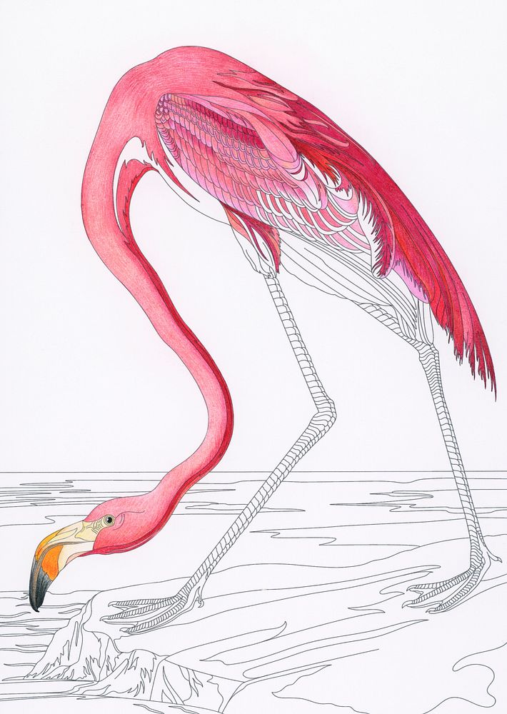 Pink Flamingo from Birds of America (1827) by John James Audubon. Adult coloring page.