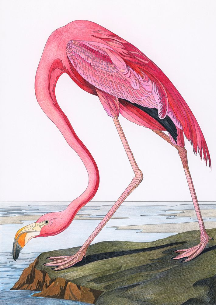 Pink Flamingo from Birds of America (1827) by John James Audubon. Adult coloring page.