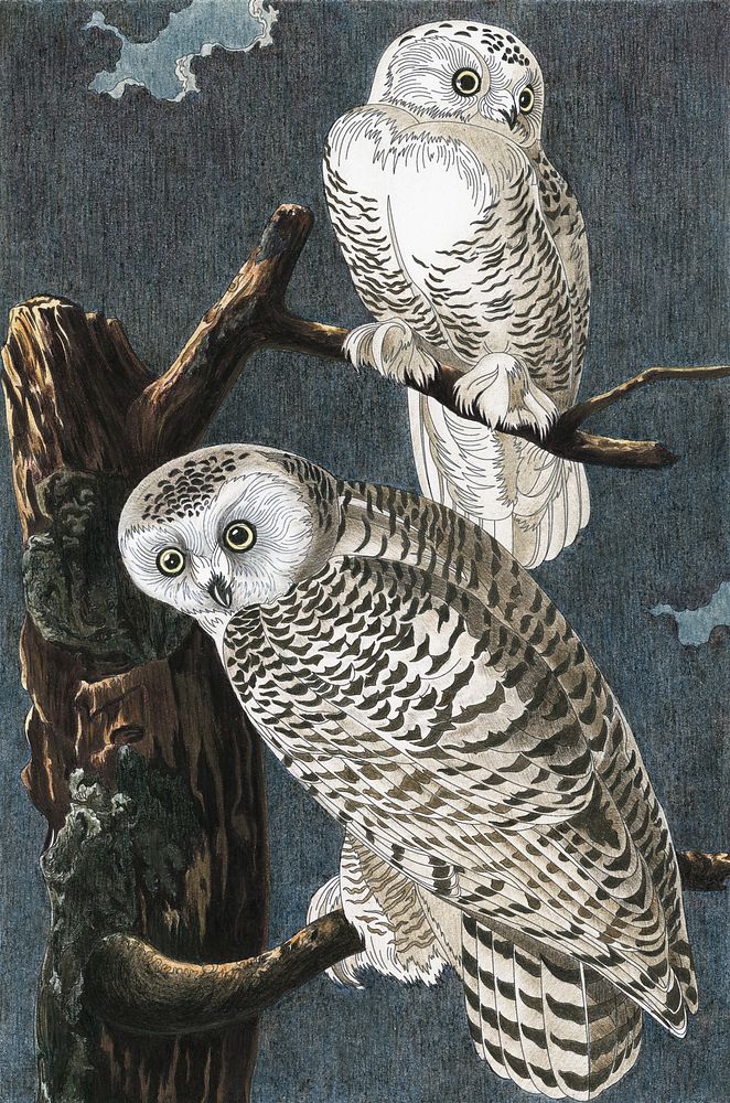 Snowy Owl from Birds of America (1827) by John James Audubon. Adult coloring page.