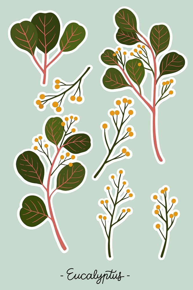 Eucalyptus branch and seeds set illustration