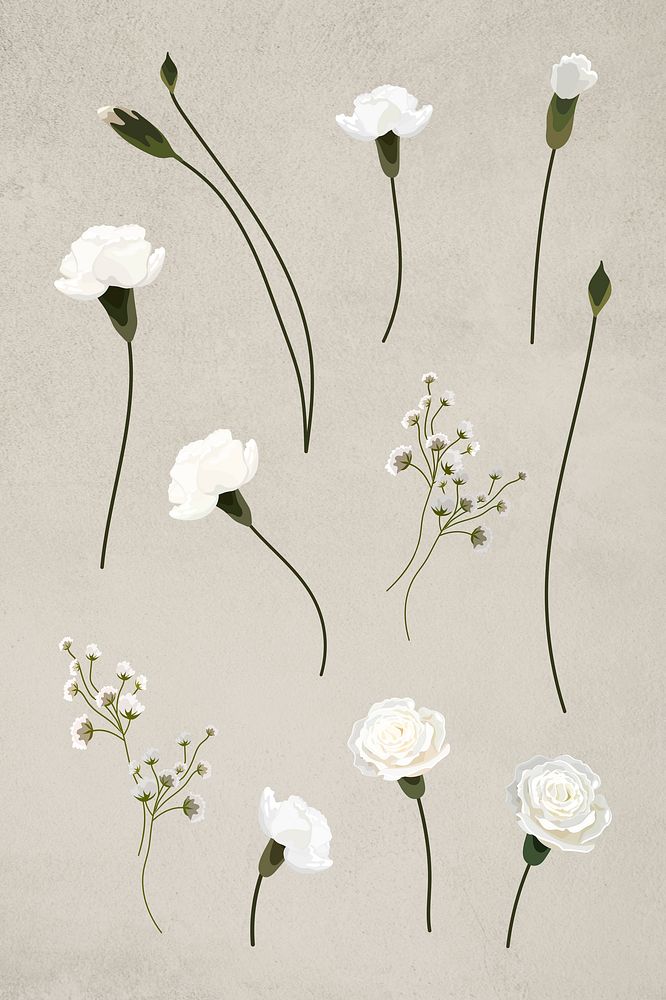 Blooming white carnation design element collection illustration