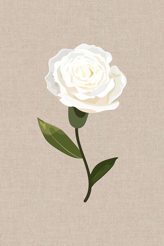 Blooming white carnation design element vector