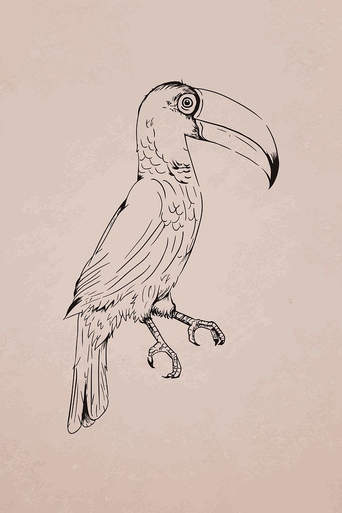 Hand drawn toco toucan vector