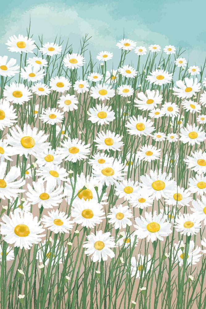 Blooming white daisy flower background vector