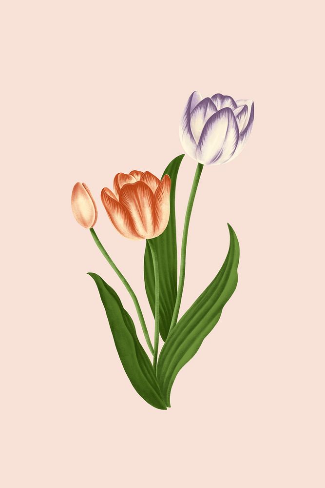 Vintage tulip flower mobile phone wallpaper illustration mockup
