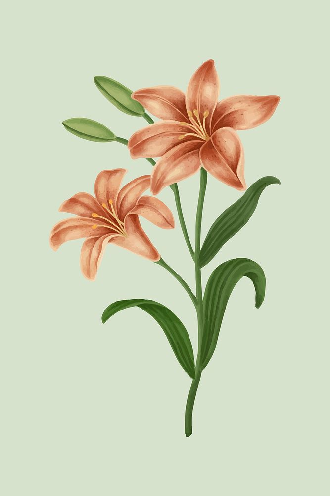 Vintage lily flower vector
