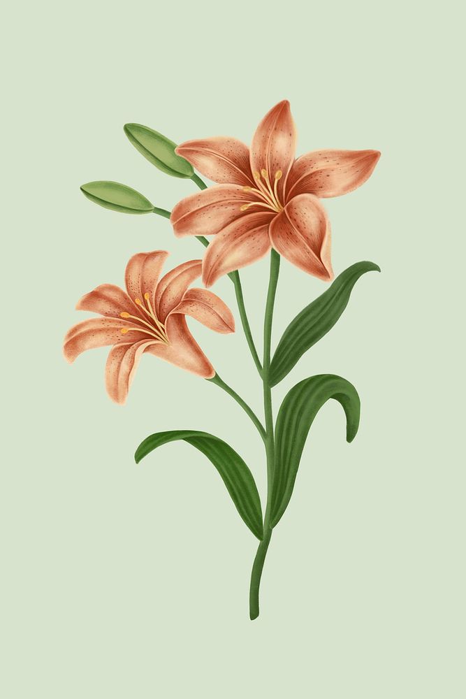 Vintage lily flower mobile phone wallpaper illustration mockup