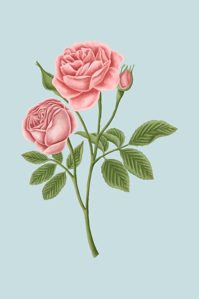 Vintage rose flower vector