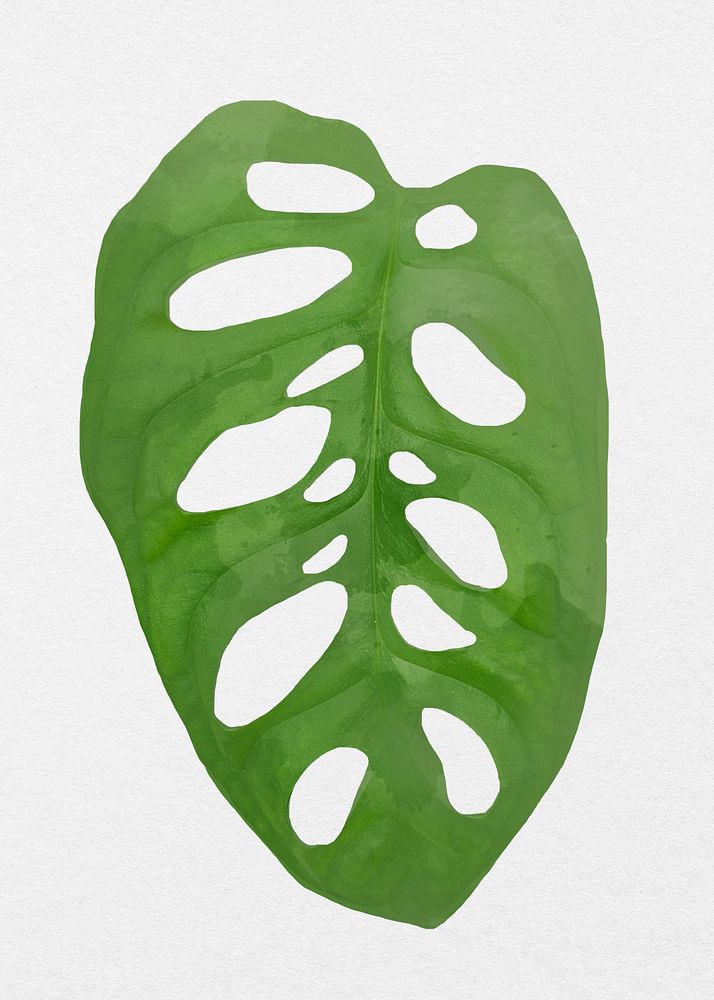 Plant leaf element psd Monstera obliqua