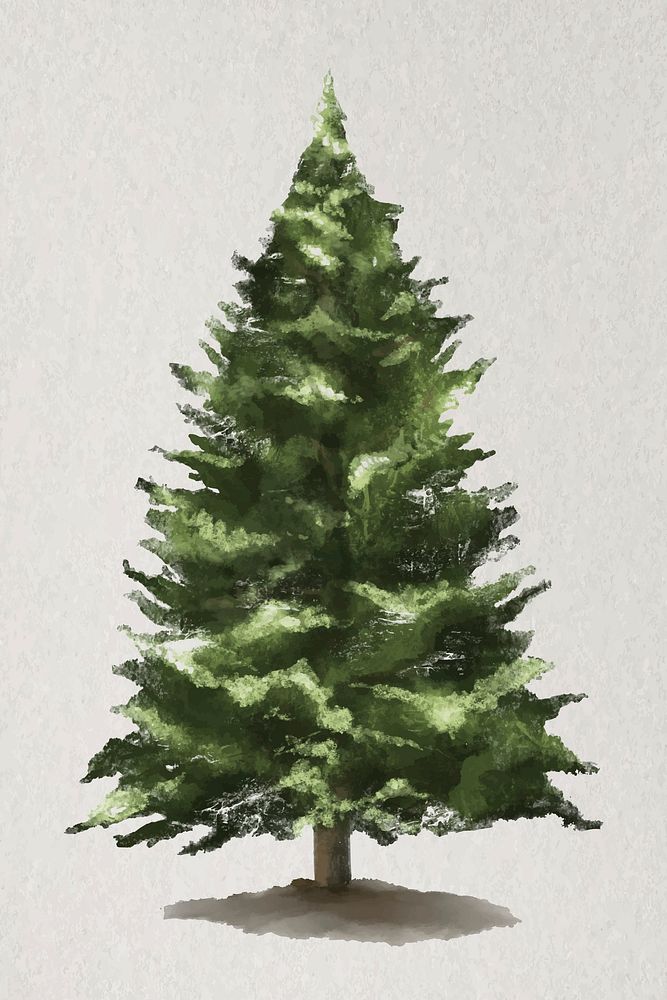 Tree element vector West Himalayan Fir