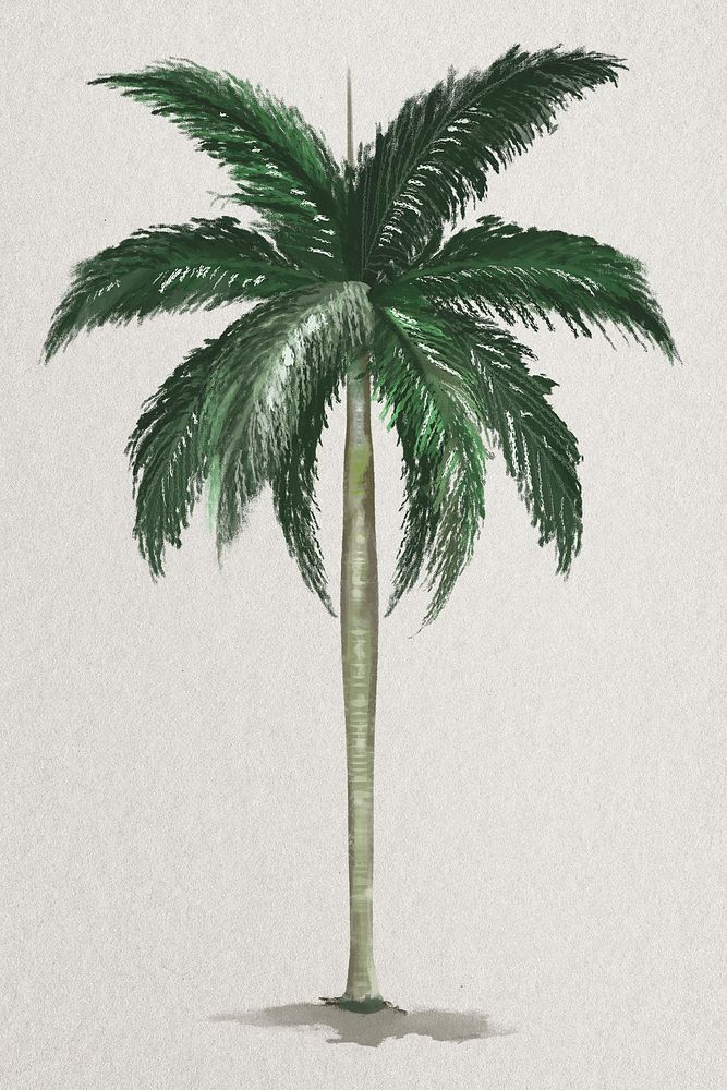 Tree element psd Palm tree