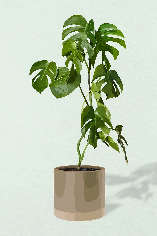Plant vector art, Monstera illustration