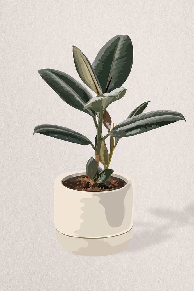 Houseplant psd image, rubber plant potted home interior decoration