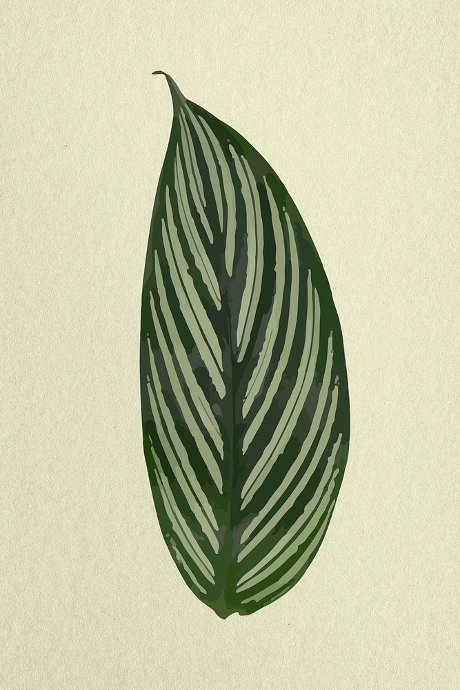 Leaf image psd, Calathea plant