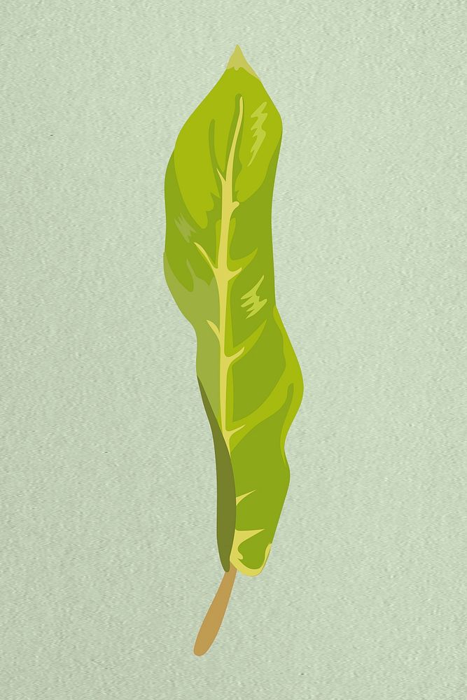 Leaf image, green Camille plant