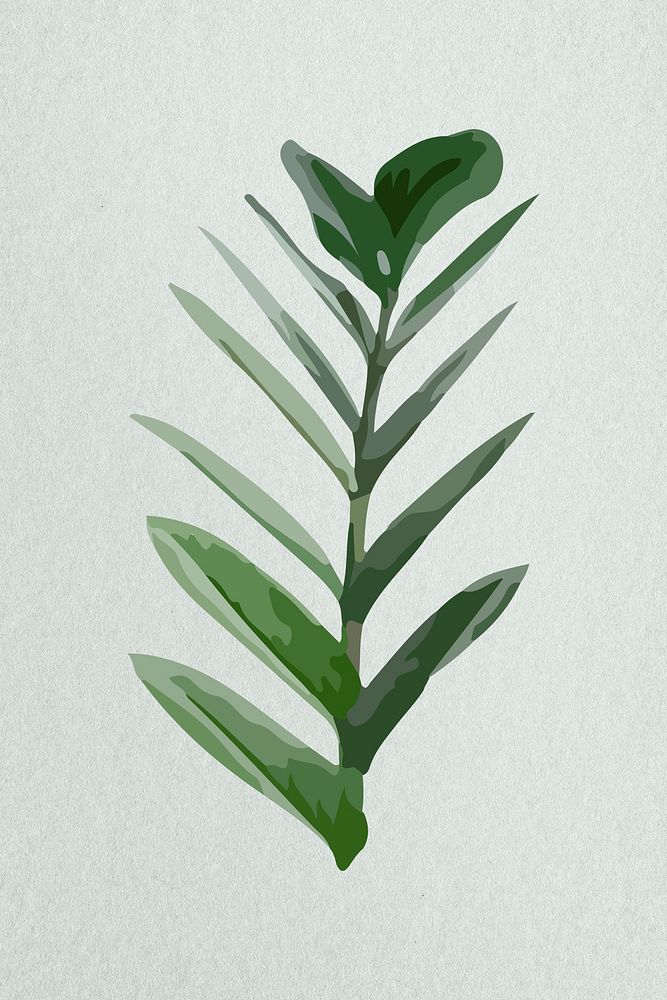 Leaf image, green Zanzibar plant