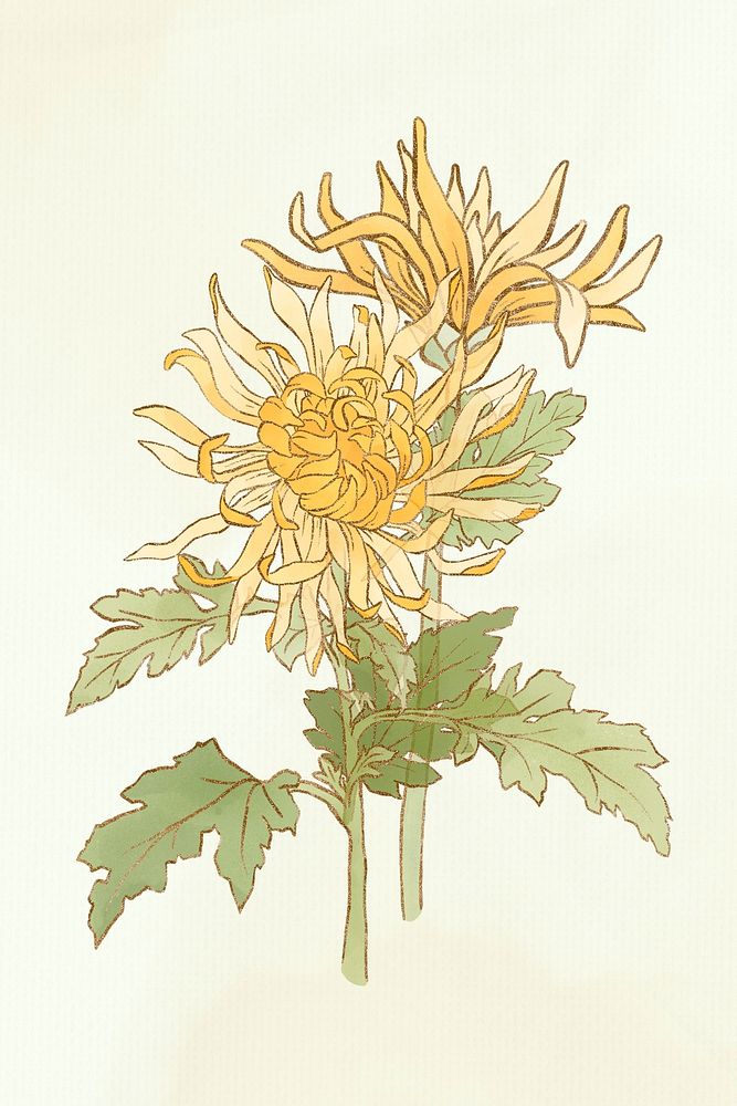 Hand-drawn chrysanthemum flower psd design element